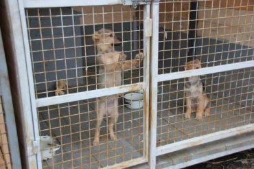 В Ярославле строят вольеры для бездомных собак