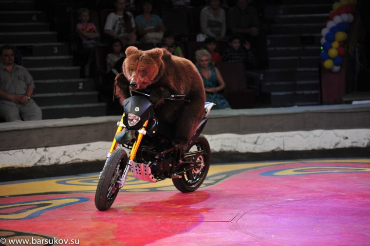 На арену ярославского цирка выедут 15 медведей на мотобайках