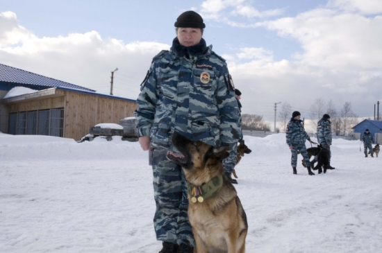 В Ярославле за борьбу с терроризмом наградили немецкую овчарку
