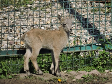 В ярославском зоопарке родился редкий козлёнок