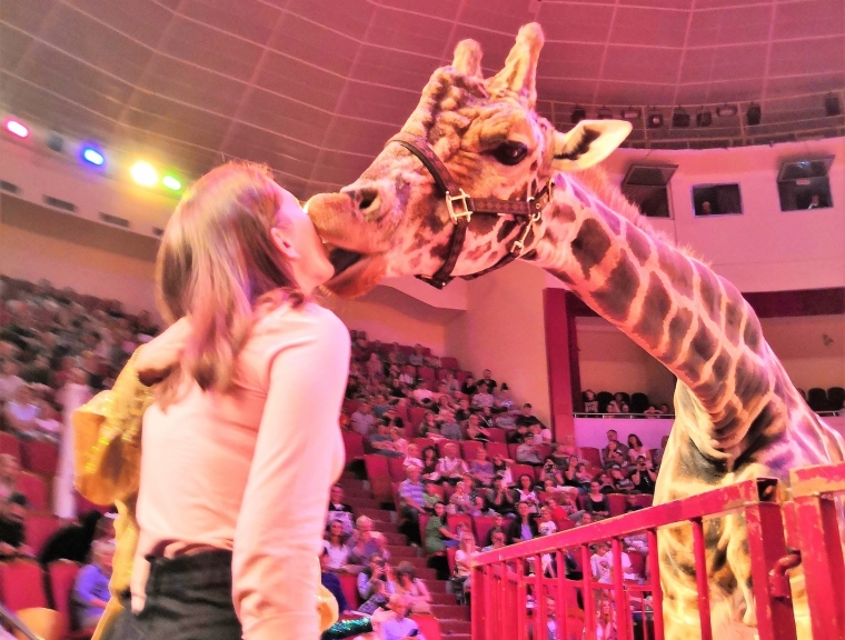Поцелуй с жирафом и прочие чудеса: в Ярославском цирке идёт необычная программа