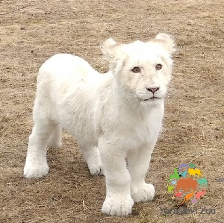 Милоты в ленту: Ярославский зоопарк приглашает знакомиться с маленькой львицей Лавиной