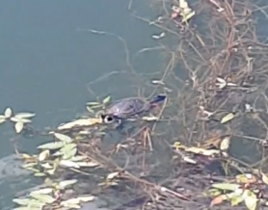 В одном из ярославских прудов живёт красноухая черепаха: видео