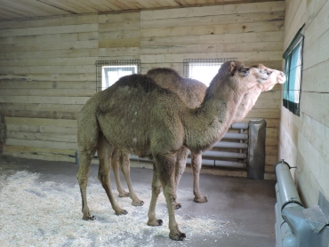 В ярославский зоопарк прибыли маленькие верблюды