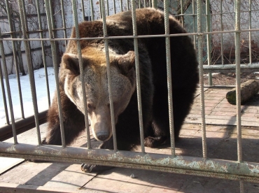 Весна пришла: в ярославском музее-заповеднике проснулась медведица Маша