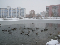 Первый снег и первая гололедица: погода в Ярославле испортится окончательно