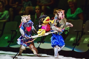 Всемирно известная цирковая династия в Ярославле представит новое экзотик-шоу