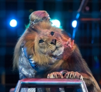 В Ярославль едут львы: цирк зовёт на новую программу