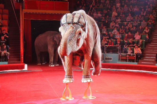 Трюки из Книги рекордов Гиннеса и 85 экзотических животных: в Ярославском цирке прошла премьера жаркого индийского шоу