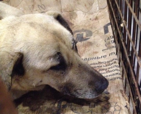 Его чудом спасли, но борьба за жизнь продолжается: ярославцев просят помочь псу-инвалиду