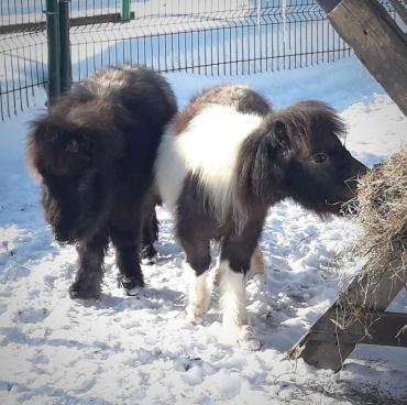 В Ярославском зоопарке поселились самые маленькие лошади в мире