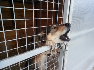 В Ярославле вновь раздадут бездомных собак в добрые руки