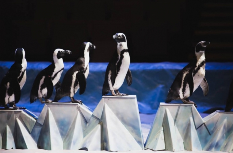 Грандиозная премьера: в Ярославле покажут единственное в мире цирковое шоу пингвинов