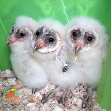 В Ярославском зоопарке поселились птицы с «лицами в форме сердца»