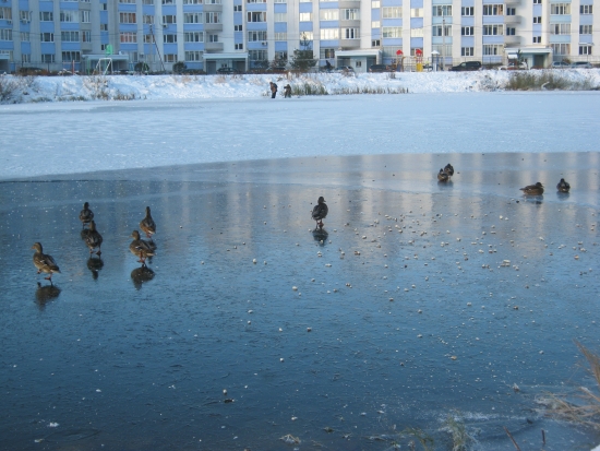 Календарная весна в Ярославле начнётся с аномальных морозов