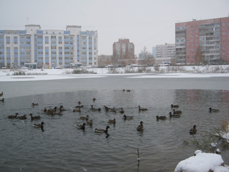 Из мая в март: в Ярославскую область придёт существенное похолодание