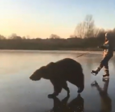 «Ничего необычного, это Россия»: видео с медведем из Ярославской области набирает просмотры