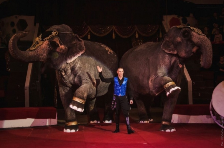 Слоны в городе: Ярославский цирк зовёт на новую яркую программу