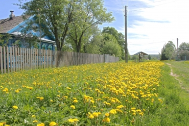 Под конец весны в Ярославской области существенно похолодает