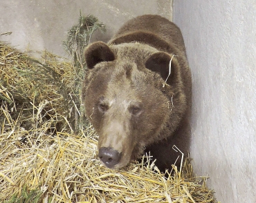 Ярославский зоопарк приглашает юных гостей и их родителей на «Пробуждение медведей»