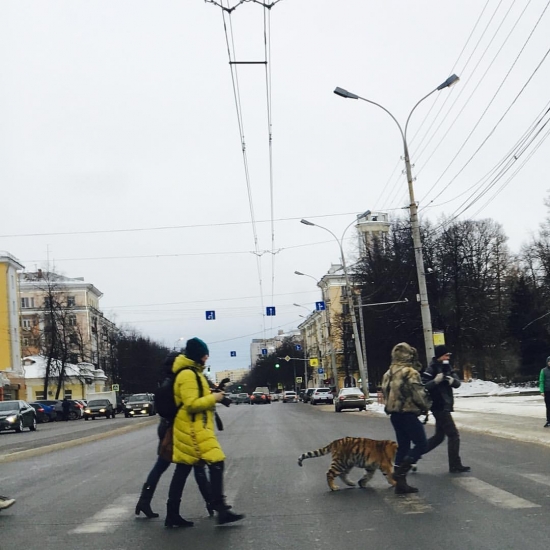 Ярославль в Сети: по улицам города прогуливается тигрёнок