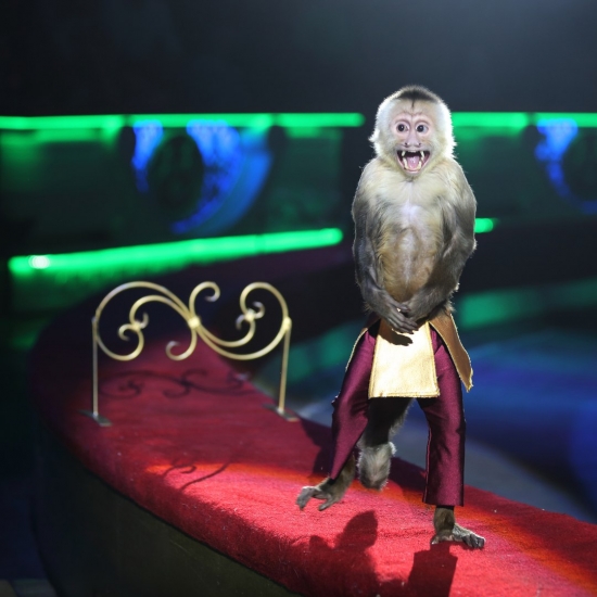 85 экзотических животных уже прибыли в Ярославль и ждут зрителей на новое цирковое шоу
